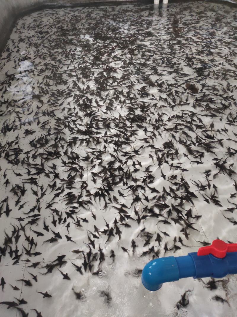雅鱼来自四川雅安大自然水源养殖**的雅鱼，卢鱼，***