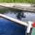 雅鱼来自四川雅安大自然水源养殖**的雅鱼，卢鱼，***