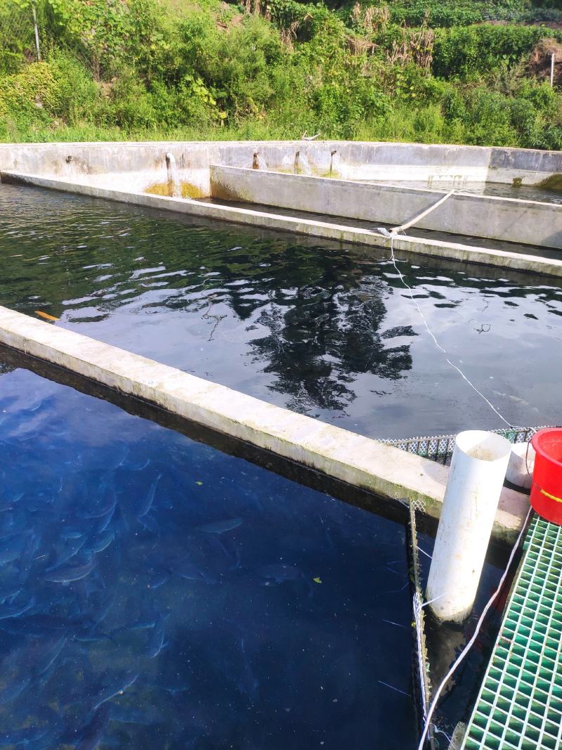 雅鱼来自四川雅安大自然水源养殖**的雅鱼，卢鱼，***