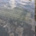 雅鱼来自四川雅安大自然水源养殖**的雅鱼，卢鱼，***