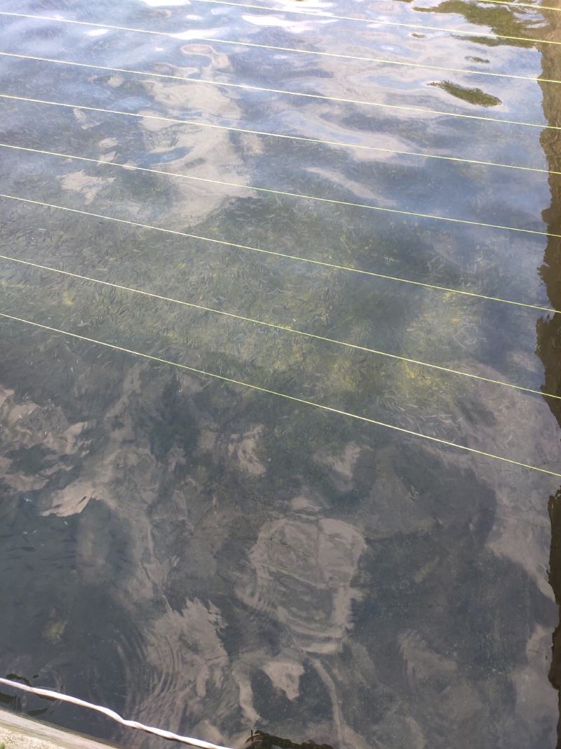 雅鱼来自四川雅安大自然水源养殖**的雅鱼，卢鱼，***