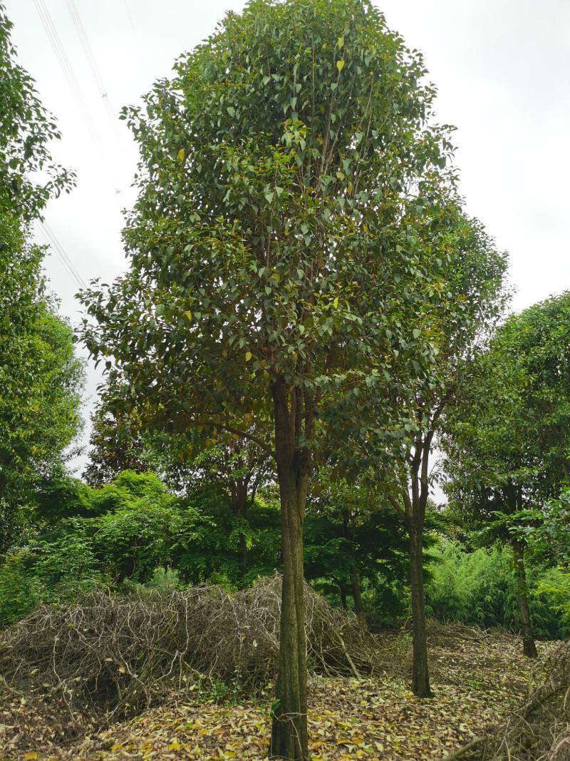香樟16~18cm14~16cm4米以上，香樟价格