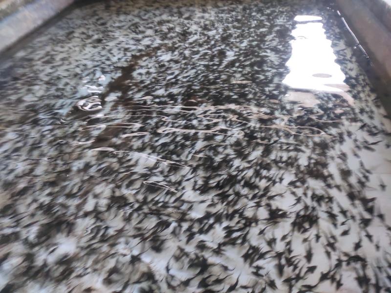 雅鱼来自四川雅安大自然水源养殖**的雅鱼，卢鱼，***