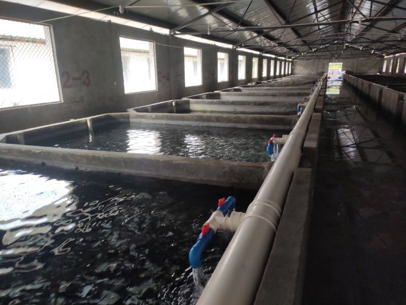 雅鱼来自四川雅安大自然水源养殖**的雅鱼，卢鱼，***