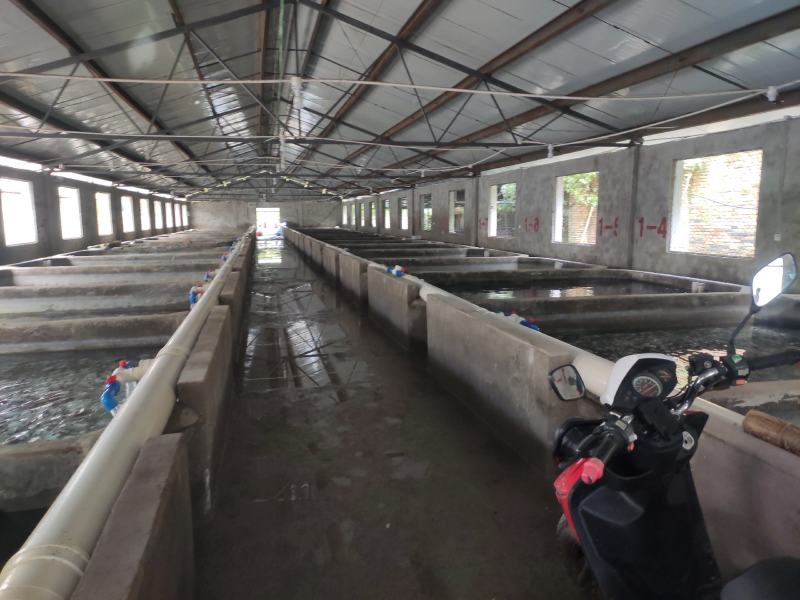 雅鱼来自四川雅安大自然水源养殖**的雅鱼，卢鱼，***