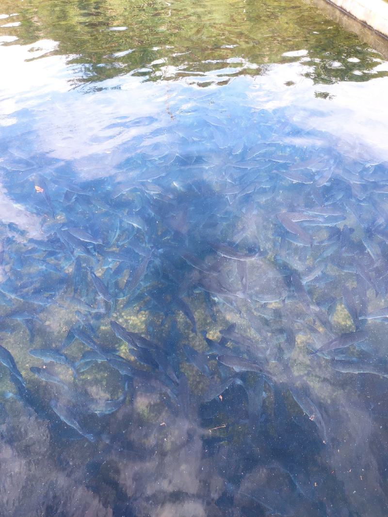雅鱼来自四川雅安大自然水源养殖**的雅鱼，卢鱼，***