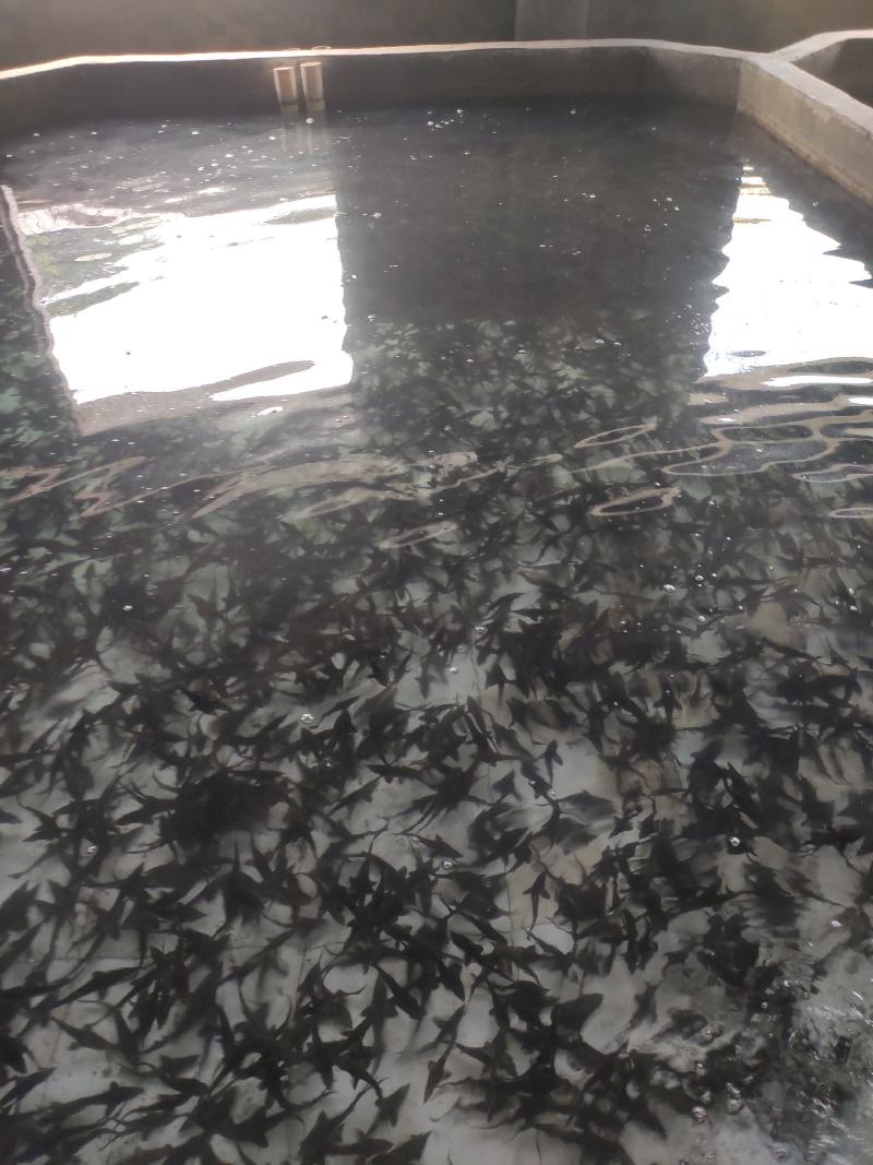 雅鱼来自四川雅安大自然水源养殖**的雅鱼，卢鱼，***