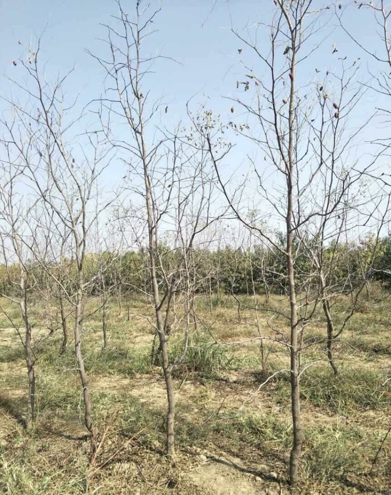 金丝小枣苗
