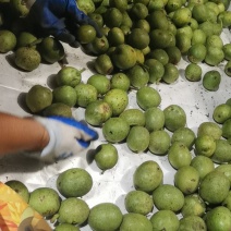 青皮核桃