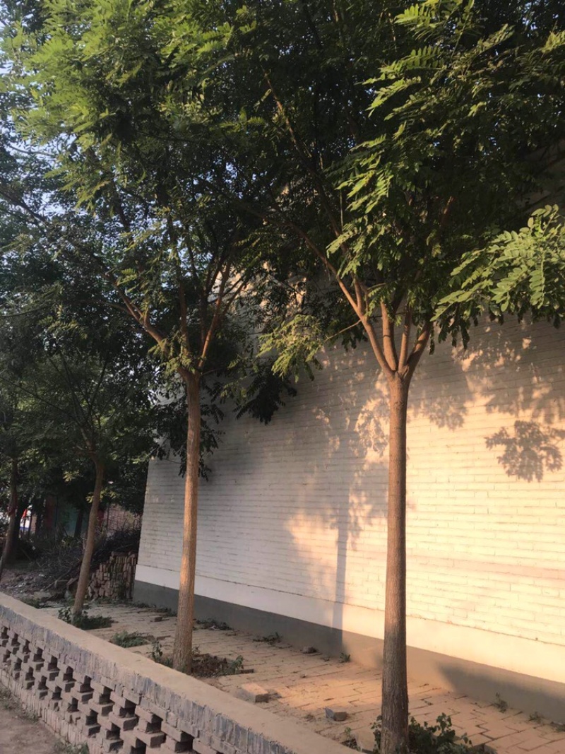 胸径13公分国槐
