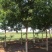 胸径13公分国槐