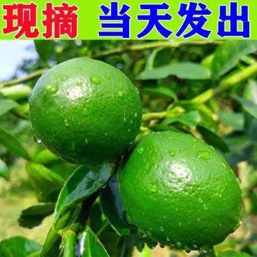 北京青海南青柠檬新鲜当季水果皮薄酸爽多汁一级奶茶店专用