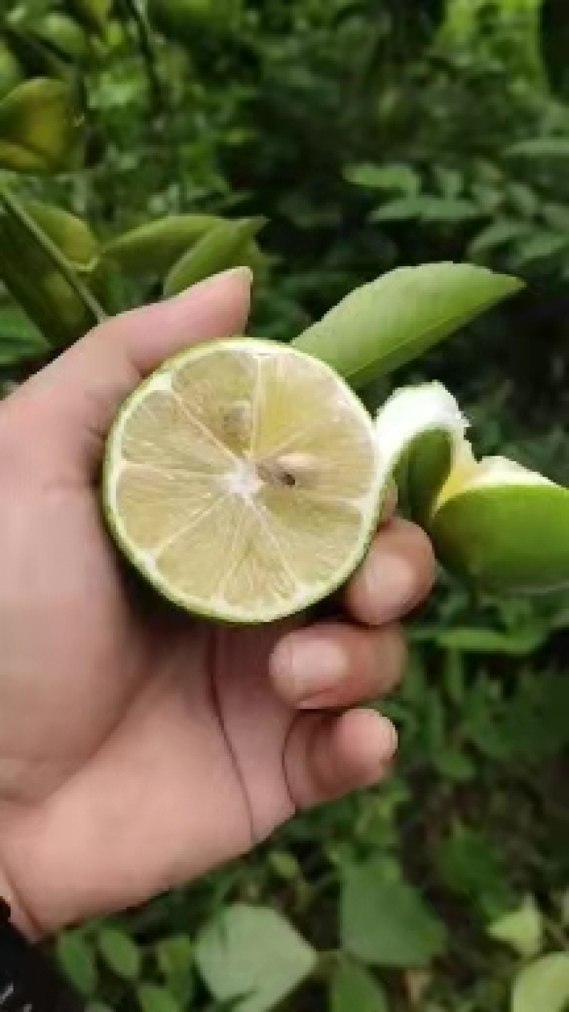 北京青海南青柠檬新鲜当季水果皮薄酸爽多汁一级奶茶店专用