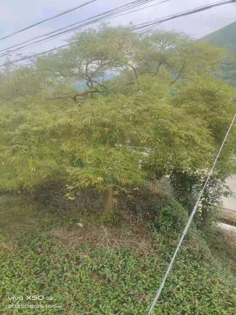 羽毛枫自家苗大量供应