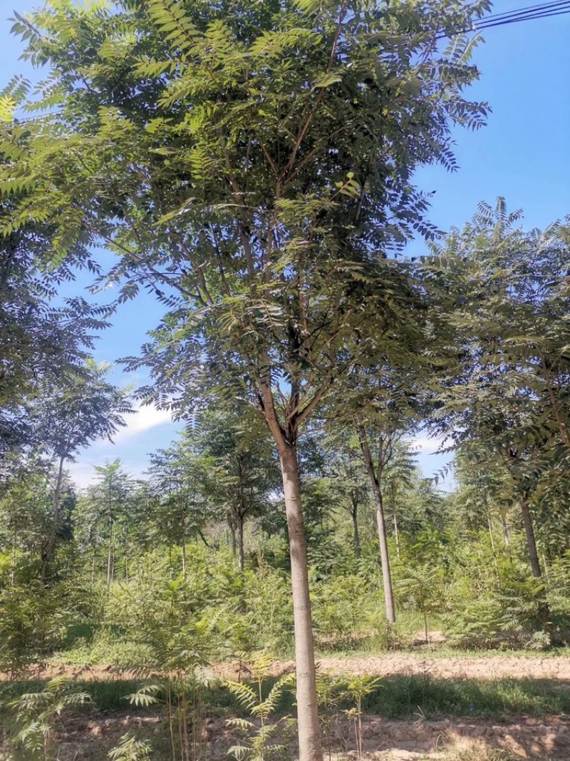 10公分椿树