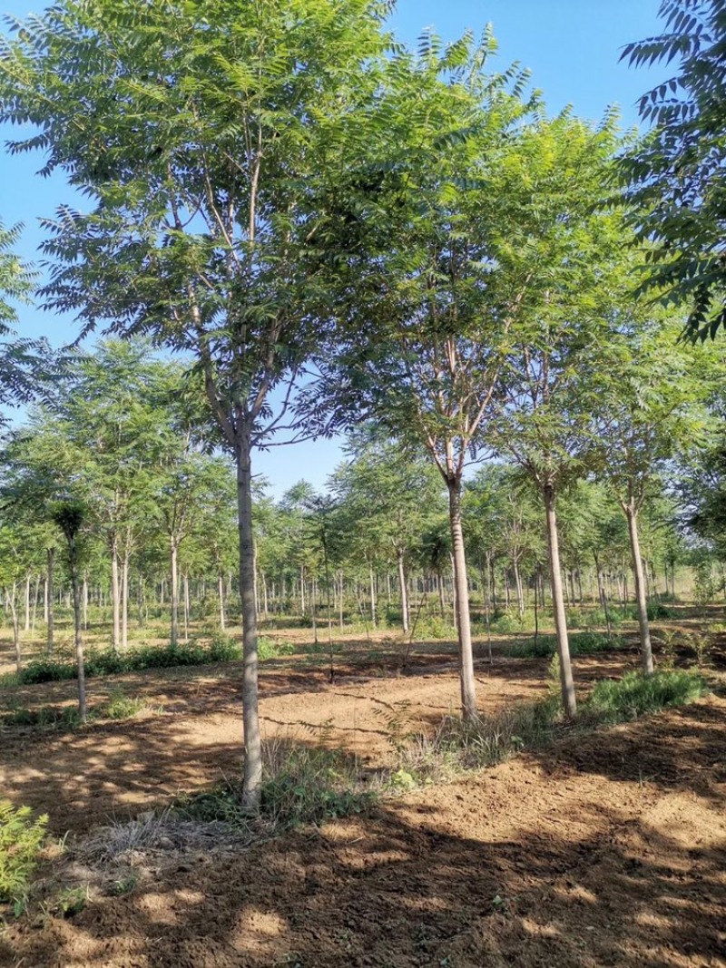 10公分椿树