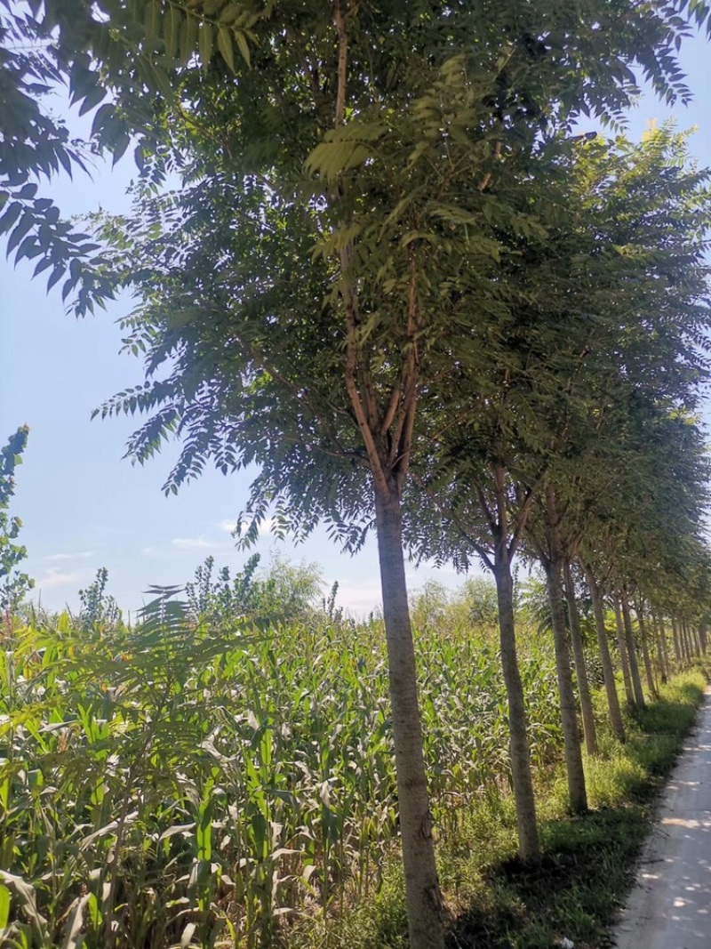 10公分椿树