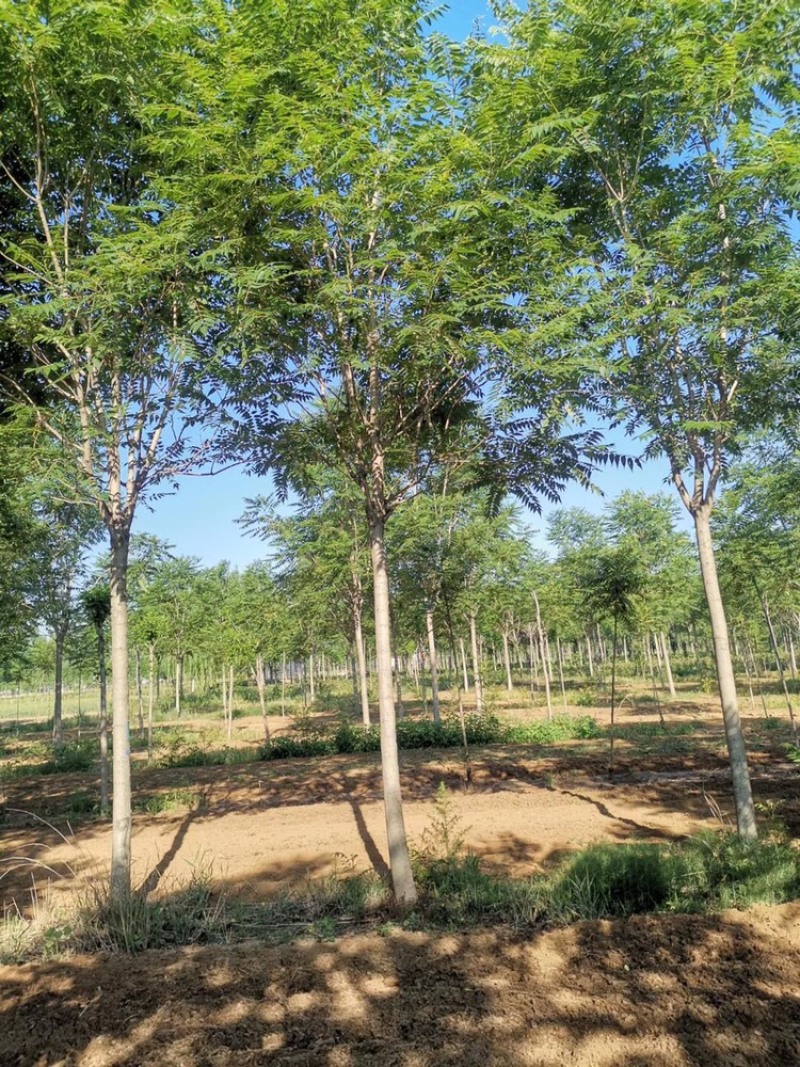 10公分椿树