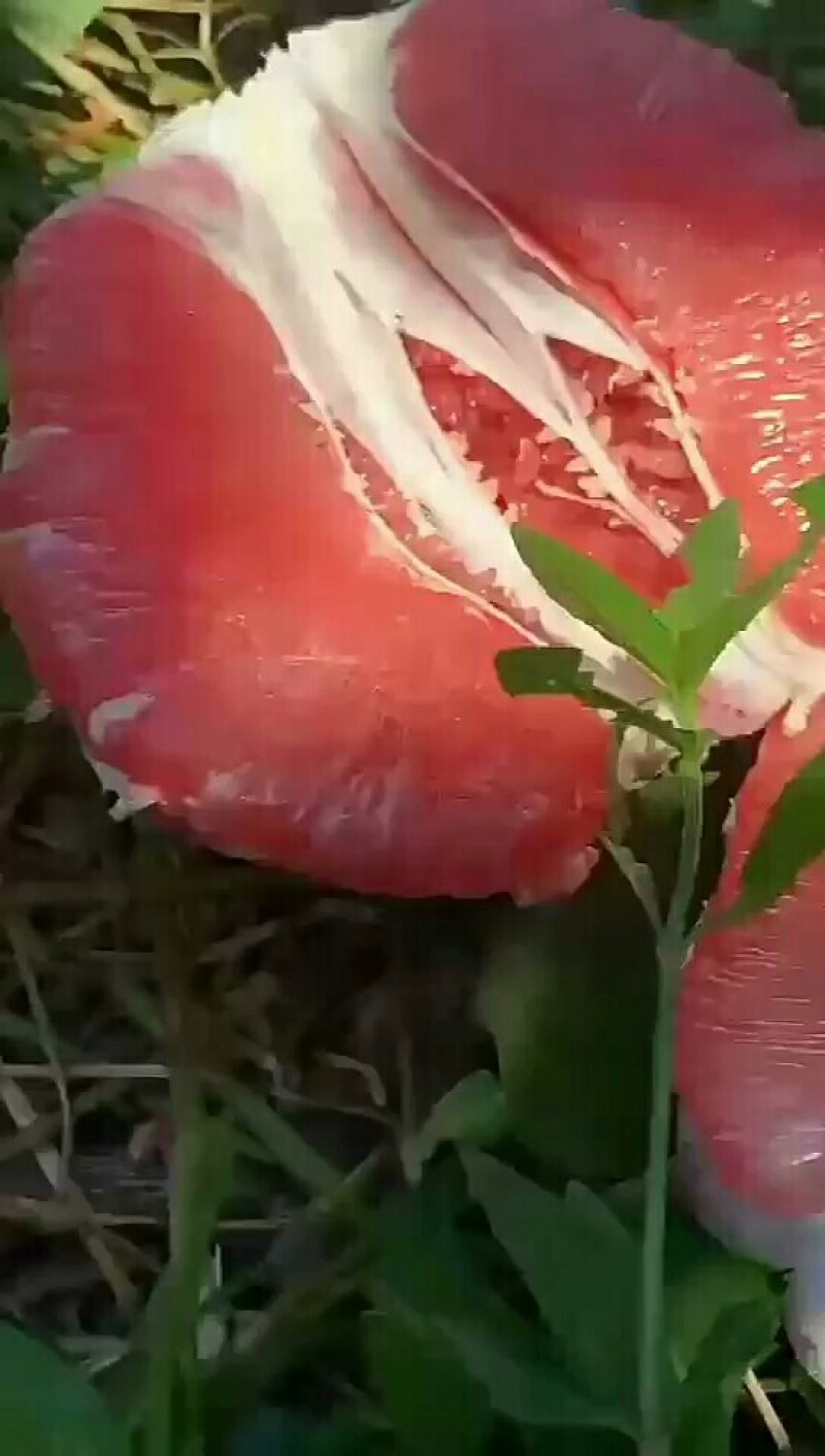 代办