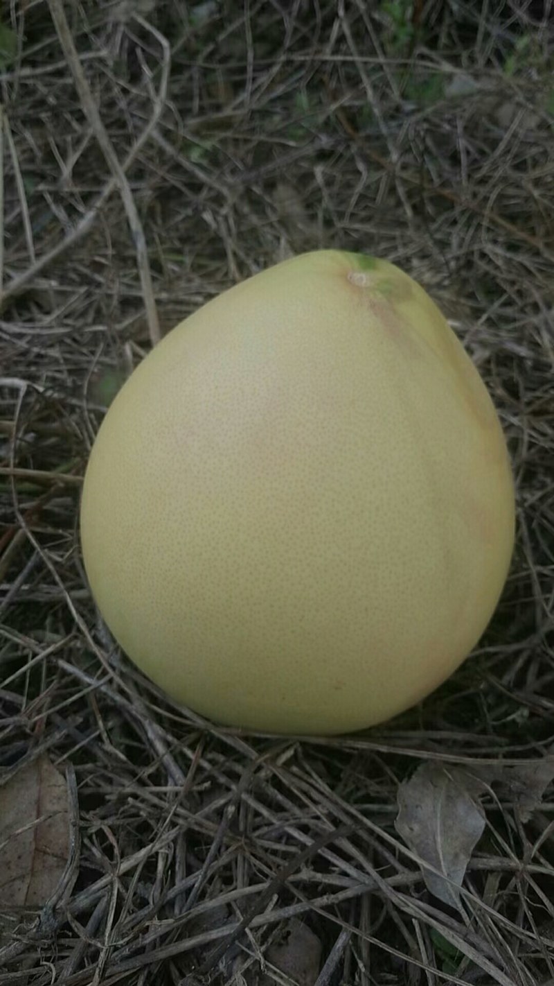 代办