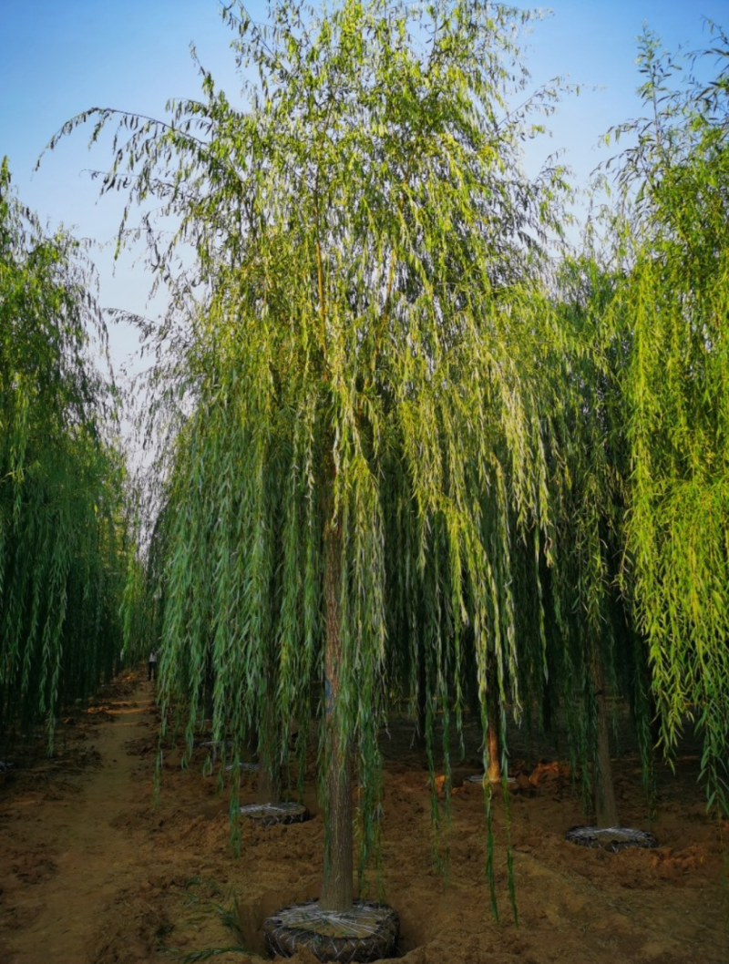 金丝垂柳2-10公分，自家苗圃，一手货源