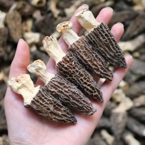 AA中号羊肚菌颜色黑足干厚肉中大号性价比高