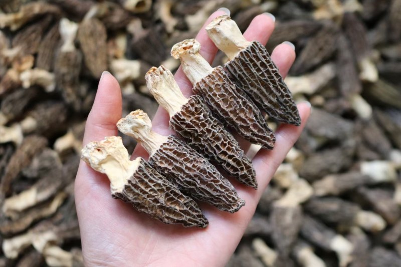 AA中号羊肚菌颜色黑足干厚肉中大号性价比高