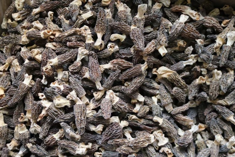 AA中号羊肚菌颜色黑足干厚肉中大号性价比高
