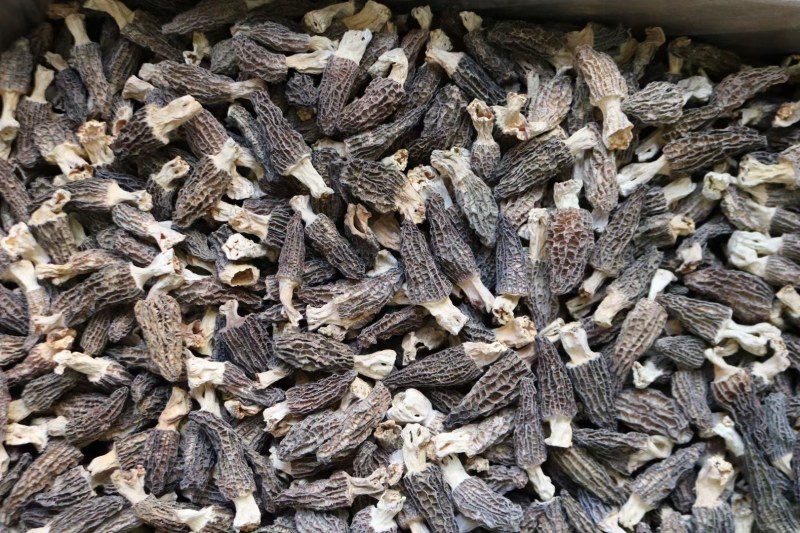 AA中号羊肚菌颜色黑足干厚肉中大号性价比高
