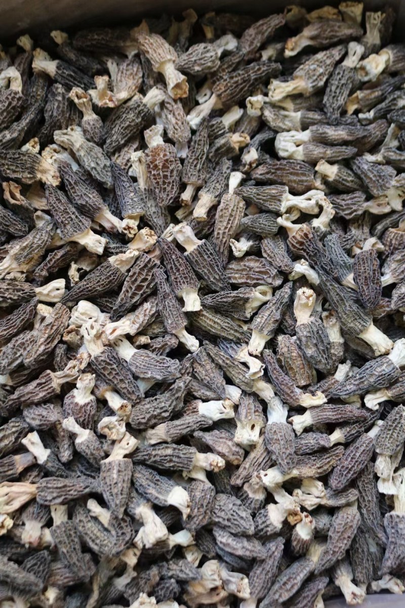 AA中号羊肚菌颜色黑足干厚肉中大号性价比高