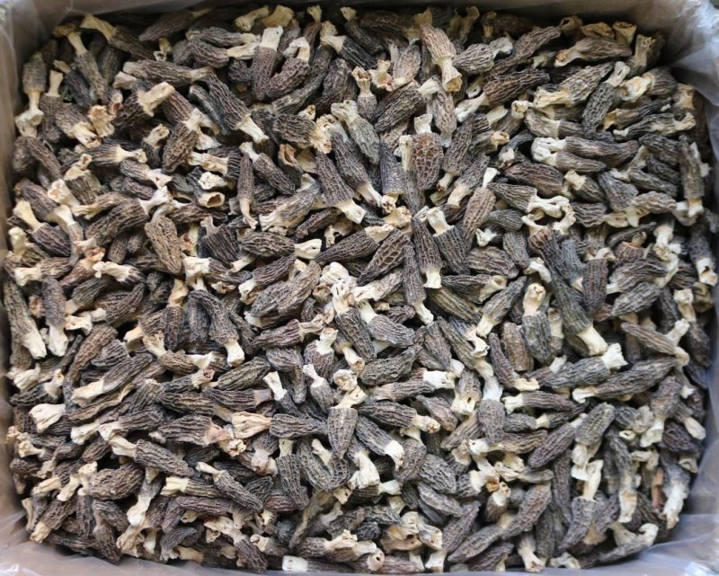 AA中号羊肚菌颜色黑足干厚肉中大号性价比高
