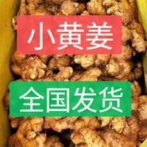 生姜【小黄姜】产地批发一手货源，品质优良，支持全国发货