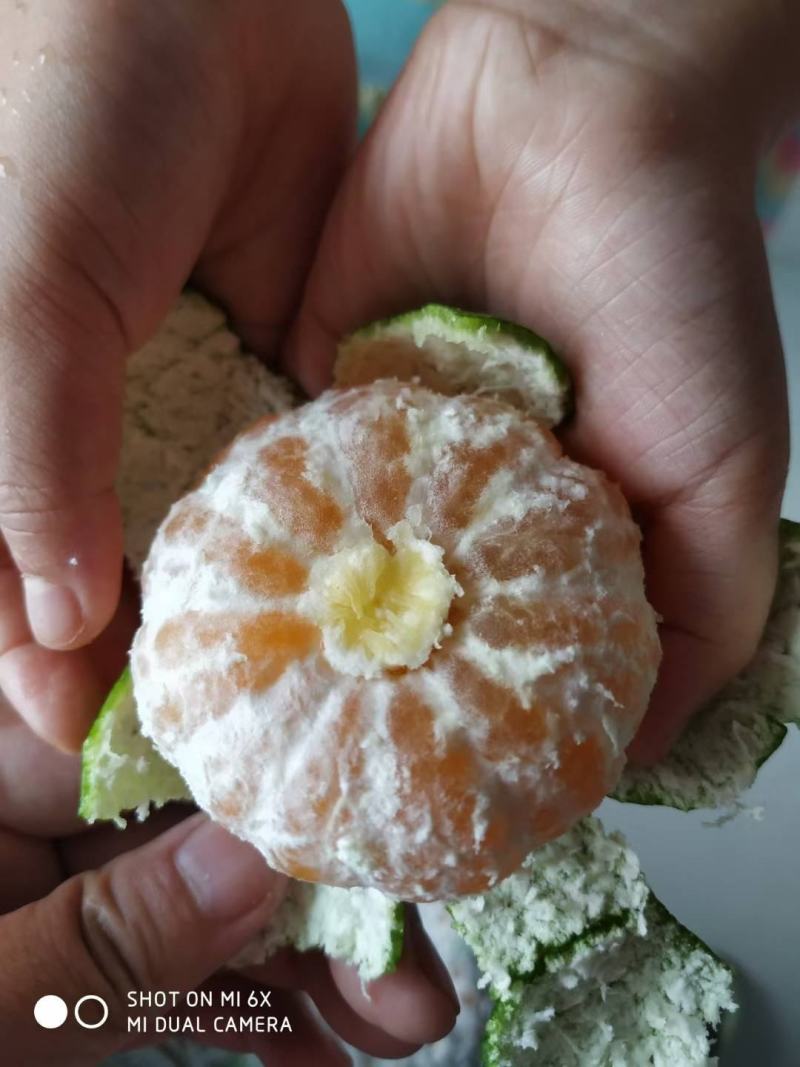 特早蜜橘橘子桔子