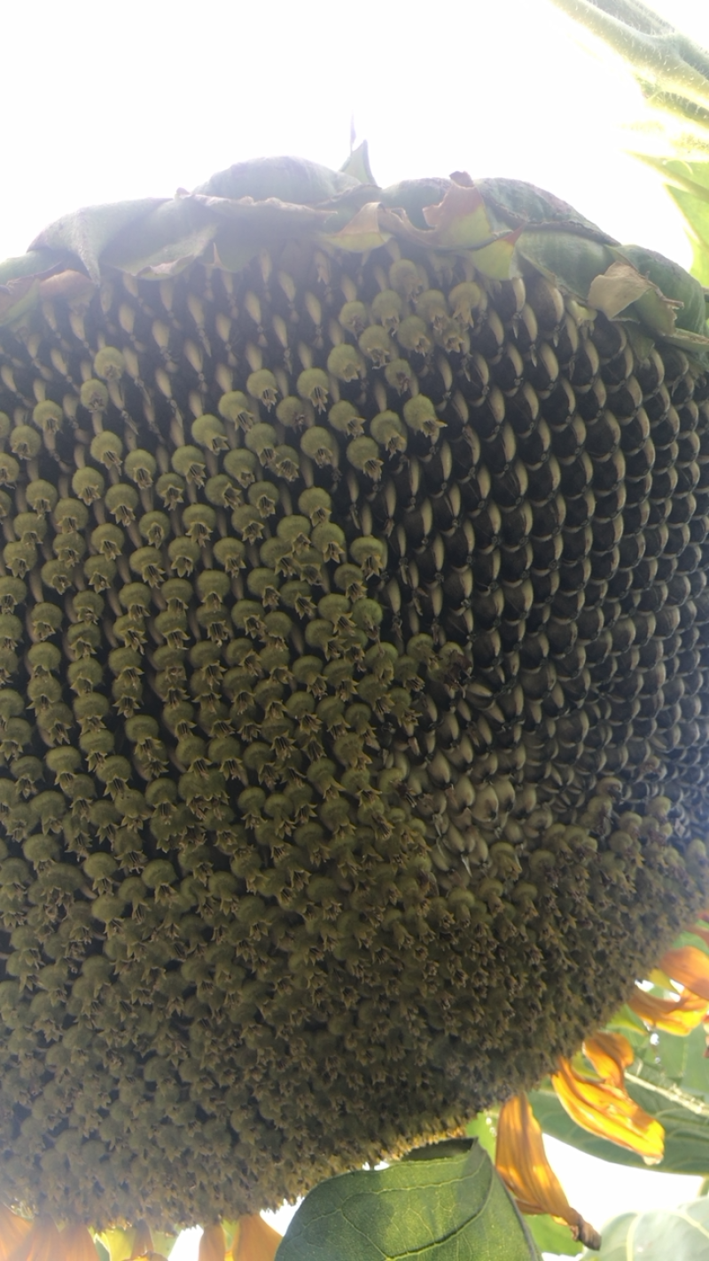 葵花