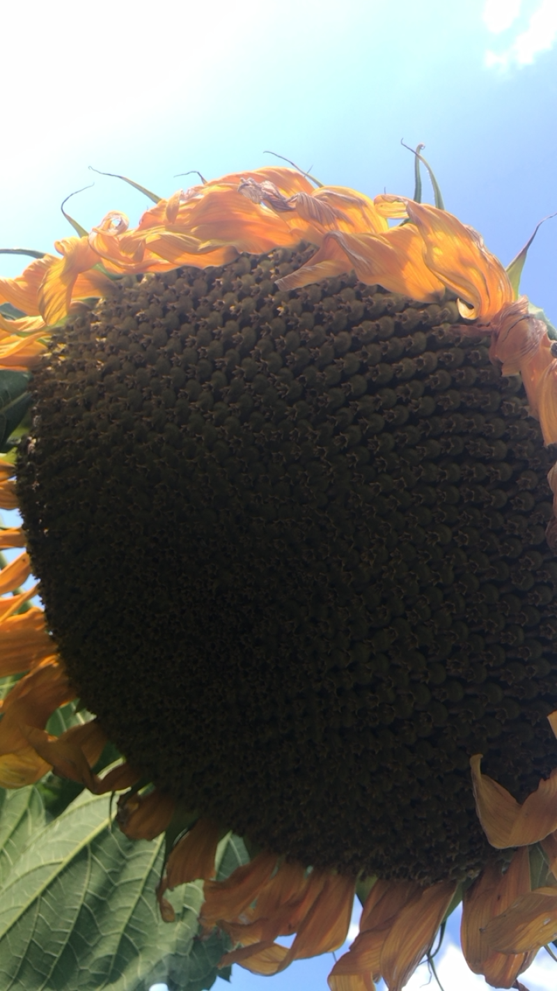 葵花