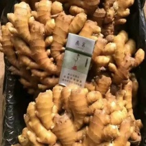 山东大黄姜产地批发一手货源，诚信经营。（全国发货)