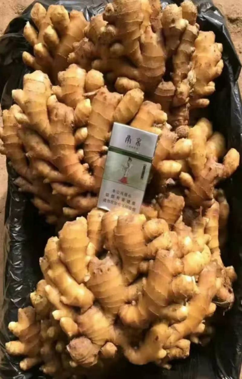 山东大黄姜产地批发一手货源，诚信经营。（全国发货)