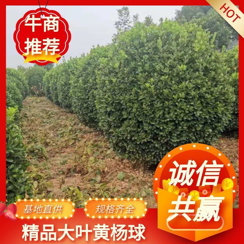 优质大叶黄杨球，精品冬青球，大量供应冠幅60—3.5米