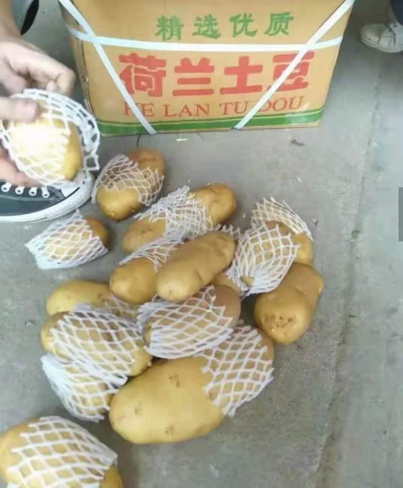 山东土豆产地批发一手货源诚信经营（全国发货)量大从优