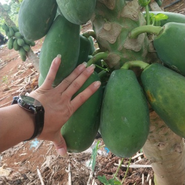 湛江大青蜜木瓜