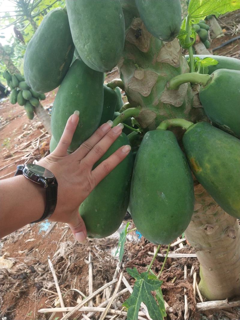湛江大青蜜木瓜