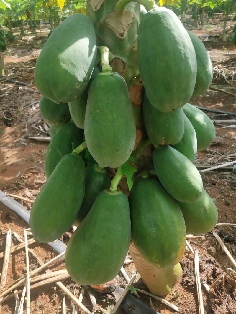湛江大青蜜木瓜
