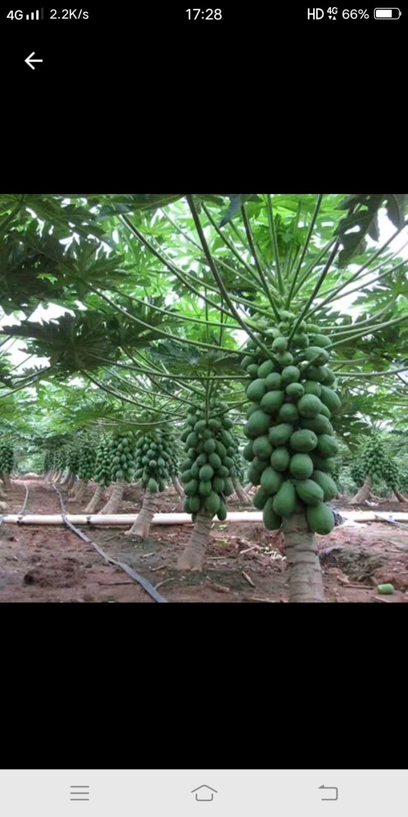 湛江大青蜜木瓜