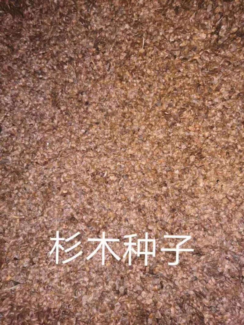 杉木树/绿化苗木/乔灌木/杉树/绿化树苗/林木种苗