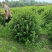 大量出售自家海桐球。。。