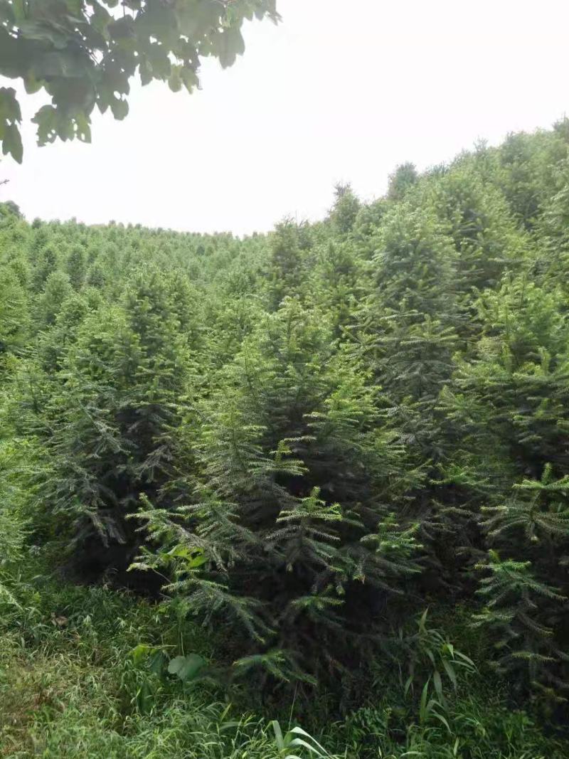 杉木树/杉树/绿化苗木/乔灌木/原生态树苗/林木种苗
