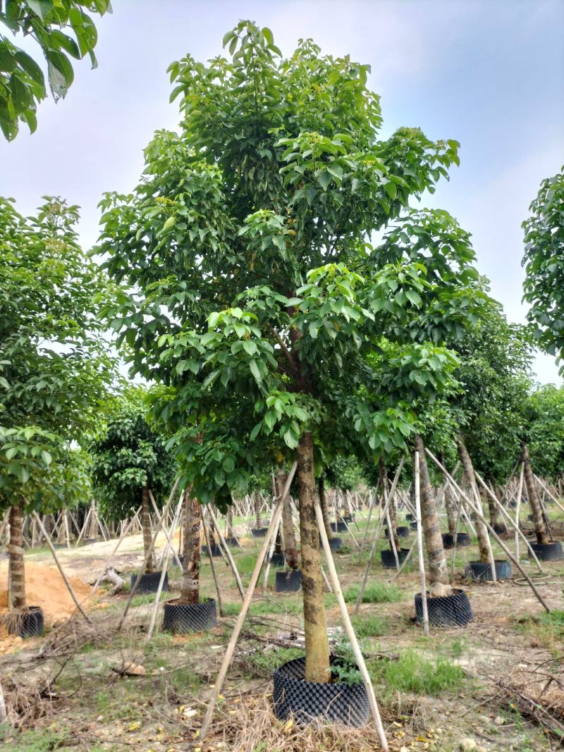 秋枫移植苗原产地供应