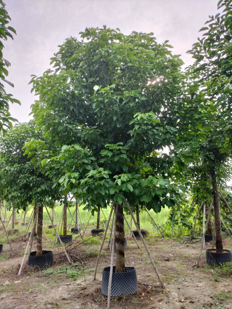秋枫移植苗原产地供应