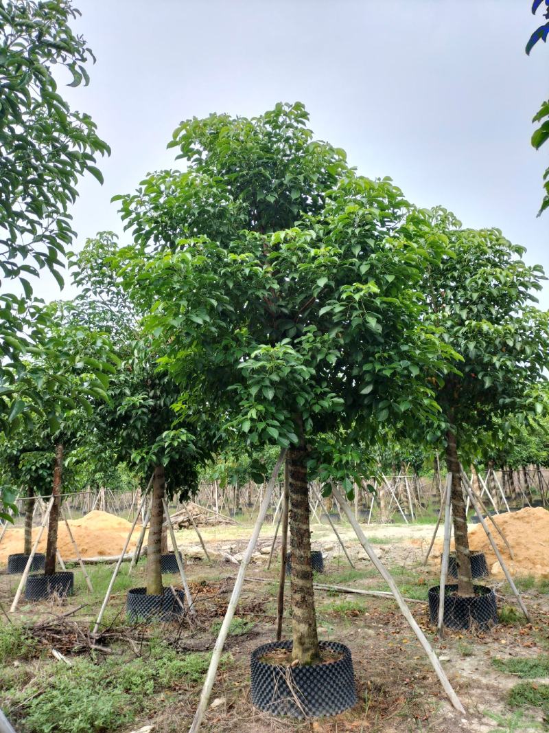 秋枫移植苗原产地供应
