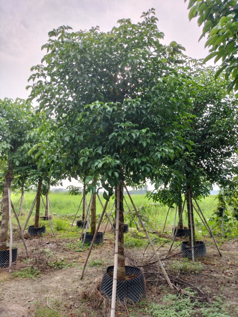 秋枫移植苗原产地供应